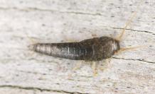 Silverfish Pest Control