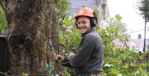 Tree surgeons Chelmsford