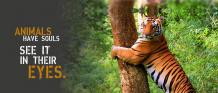 Luxury Hotels and Resorts in Jim Corbett