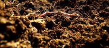 The Role of Soil Respiration Tests in Carbon Sequestration and Climate Change