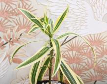 Never Miss To Buy Indoor Plants Online Of Given Varieties