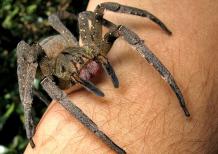 Spiders - Frequently Asked Questions | Pest Quit