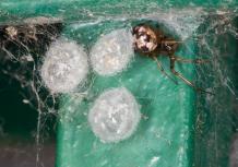 Spiders - Frequently Asked Questions | Pest Quit