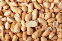 Roasted Peanuts Suppliers