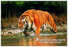 Sundarban tour package from Kolkata