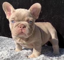 Akc French bulldog puppies’ breeder