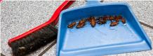 Professional cockroach extermination services in Toronto | Pest Control Toronto