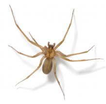 Spiders - Frequently Asked Questions | Pest Quit