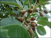 Bibhitaki, Baheda (Terminalia bellirica) - Benefits, Uses and Dosage