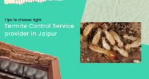 Termite Treatment | Termite Control Services in Jaipur - Pesto Control