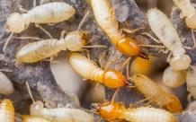 Termite Control Trivia - iPest Management Singapore