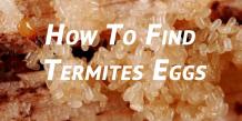 Termite Eggs - The Silent Sign Of Destruction