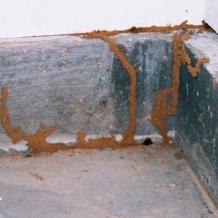Best Pest Control | Termite Control | Rats Control | Thrissur