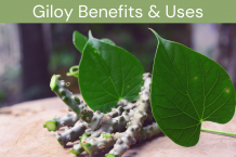 The Medicinal Benefits Of Giloy To Uplift Your Immune System
