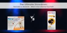  Pet Parasite Showdown: NexGard vs. Bravecto - What's Your Choice?