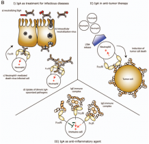 Therapeutic IgA Antibody Discovery - Creative Biolabs