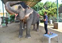 Elephant Safari In Amer Fort Jaipur, Elephant Safari In Jaipur