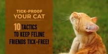 Tick-Proof Your Cat: 10 Tactics to Keep Feline Friends Tick-Free! - CanadaVetExpress - Pet Care Tips