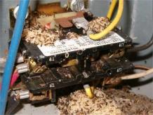 Did You Know Ants &amp; Snakes Are Taking Over Your AC Unit?