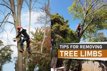 Tips For Removing Tree Limbs | Guide - Tall Timbers Tree Services