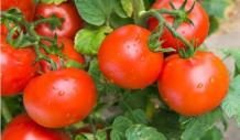 How to Grow Tomatoes | Tomato Growing Tips | Growing Tomato Plants |