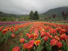 Travel Agents In Srinagar | Srinagar Kashmir Travel Agent