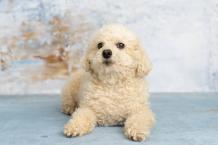 Toy Poodle - Facts & Information | mywagntails