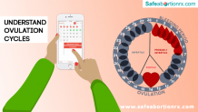 What is Ovulation Understanding Ovulation Period Cycles - safeabortionrx blog