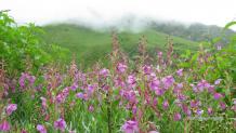Valley of Flowers India National Park Trekking And Tourism Guide 2023