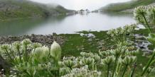 Best Tour Operator for Valley of Flowers