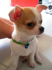 Chihuahua Puppy Velma | chihuahua for sale | chihuahua puppies for sale