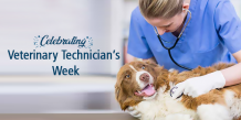 Celebrating Veterinary Technician&#039;s Week - CanadaVetCare Blog