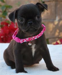 Waaba Pugs :: Waabapugs Puppies For Sale