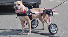 Great Benefits Of Your Dog Wheelchair