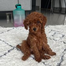 Toy Poodle Puppies For Sale Near Me - Perfect Pet Arena