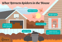 Spiders - Frequently Asked Questions | Pest Quit