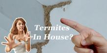 What Do You Do If You Have Termites In House?