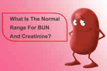 What is the normal range for BUN and Creatinine?