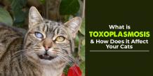 What is Toxoplasmosis and How Does it Affect Your Cats