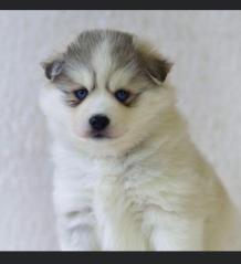 Pomsky puppy-Perry | Pomsky Puppies for sale | buy pomsky puppies