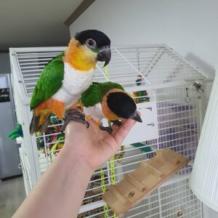 Home - Pet Bird Breeders