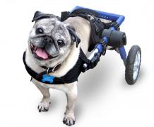 A Dog Wheelchair- When Your Best Friend Needs A Best Friend