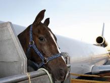 FROM MAGAZINE: When animals call the shots | Air Cargo