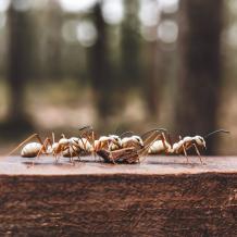 What Do White Ants Look Like? | The Pest And Termite Co