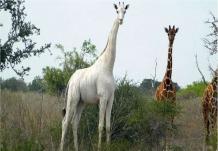 World&#039;s last known white giraffe fitted with GPS tracker to deter poachers - News Vibes of India