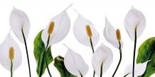 Peace Lily Plant - Care &amp; Growing Guide - Hobby Plants