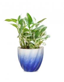 White Pothos