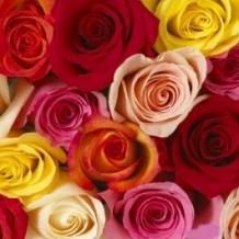 Wholesale Roses for Sale | Bulk Roses Online