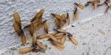 Why Do Flying Termites Suddenly Appear?