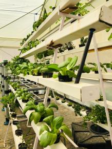 Why hydroponic farms are trending